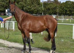 Imola des Baies 3 ans