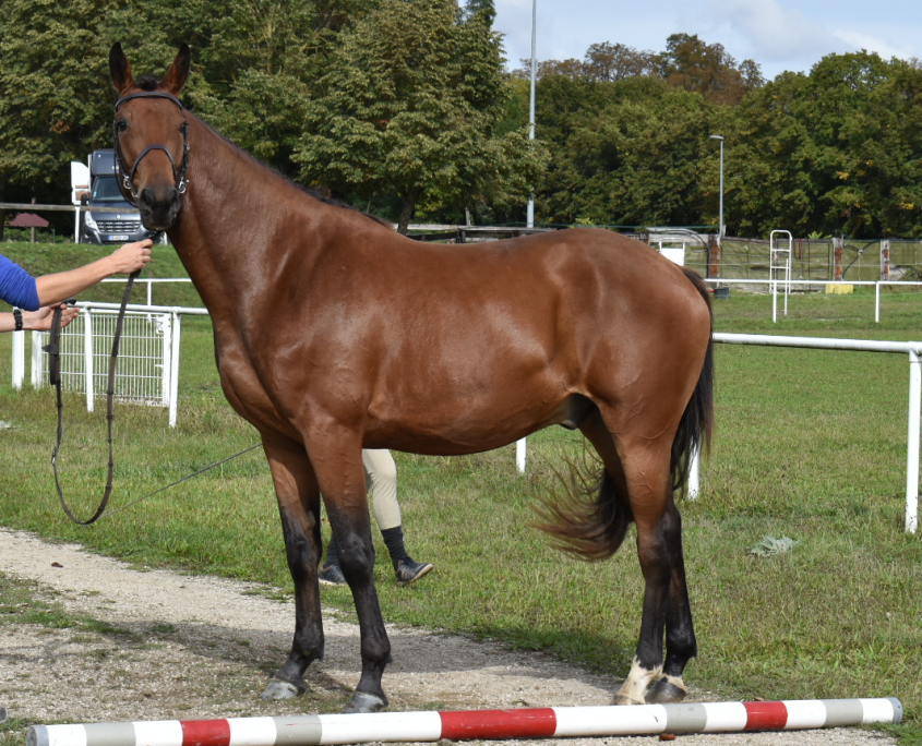 Imola des Baies 3 ans